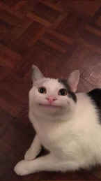 sssbll