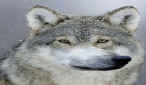 mishka.shishikina.12