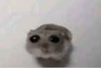 Kosmo