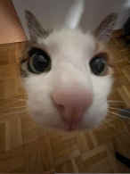 ༼ つ ◕_◕ ༽つ༼