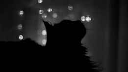 Cat_901