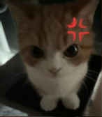 Murka_Cat
