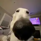 cheatmro