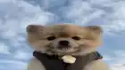 gomoDRILL