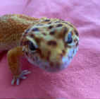 qwwis