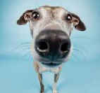 Пиструн v.323