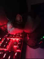 Fresko
