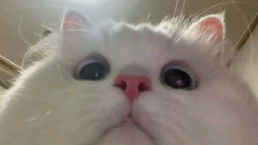 llJaaJ