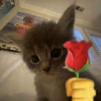 i_looooooovecat_1