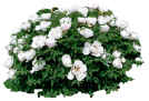 ulia79386